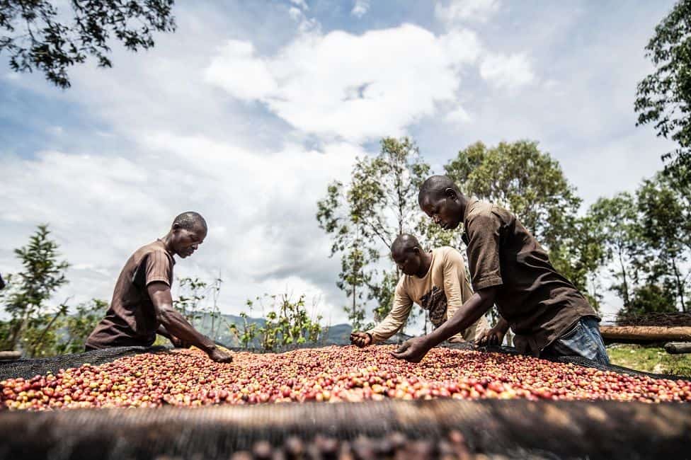 Séchage des cerises de café dans la région du Kivu