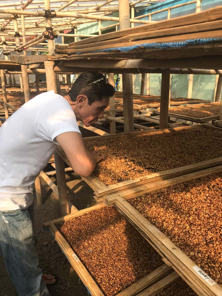 Contrôle du séchage des grains de café en Indonésie