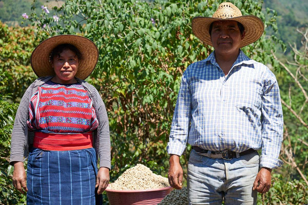 Producteurs de café au Guatemala