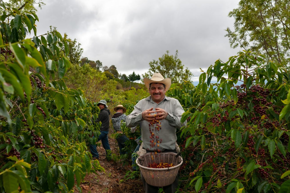 Récolte du café au Guatemala