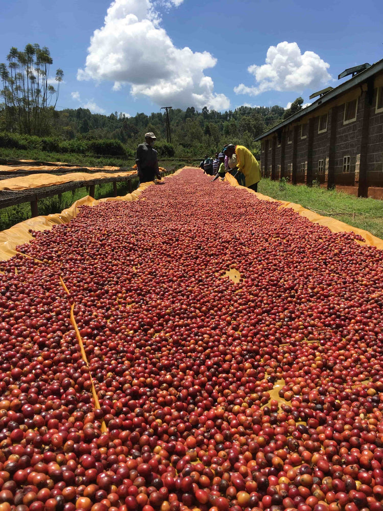Séchage des cerises de café au Kenya