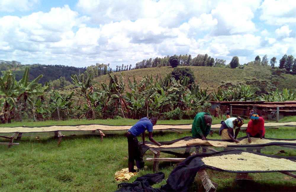 Paysage caféier de Muranga au Kenya