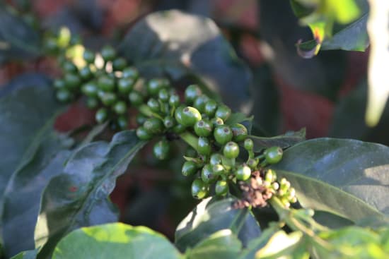 Caféier et cerises vertes au Kenya