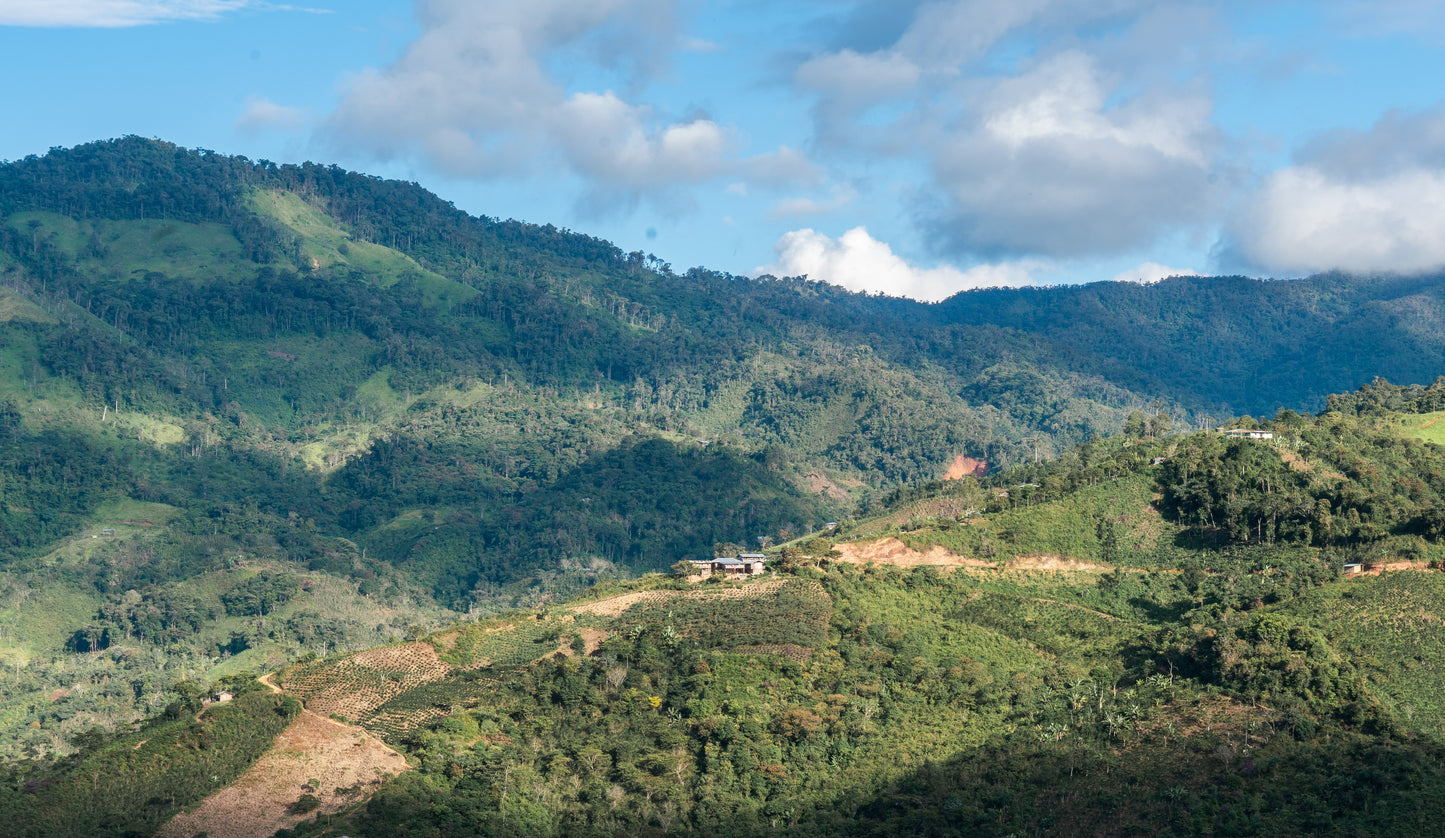 Paysage montagneux et plantations de café à Cajamarca au Pérou
