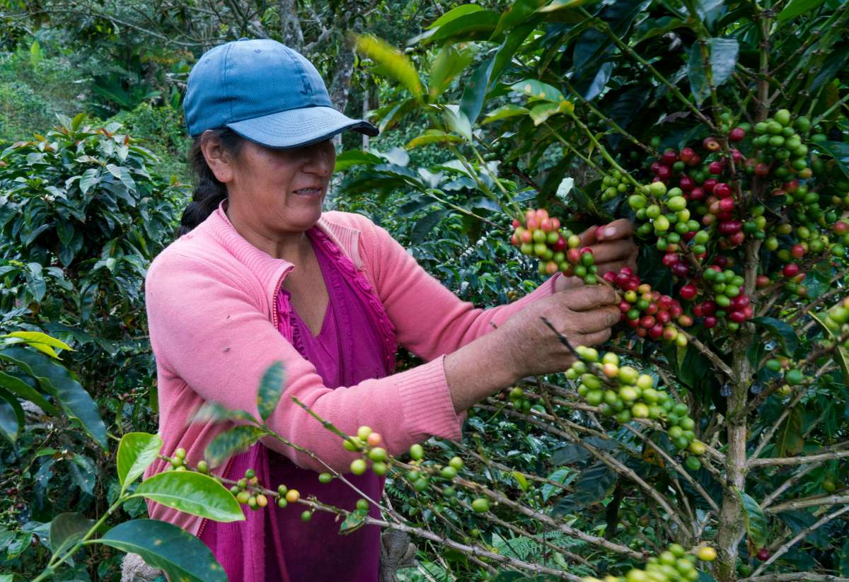 Récolte manuelle des cerises de café dans la région de Cajamarca au Pérou