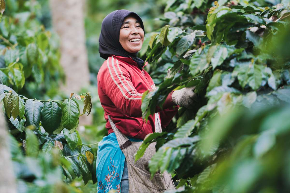 Récolte du café à Sumatra