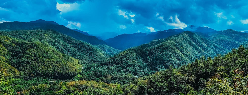 Montagnes Blue Mountain en Jamaïque